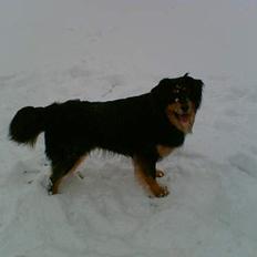 Blanding af racer Basse R.I.P