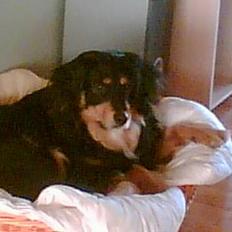Blanding af racer Basse R.I.P