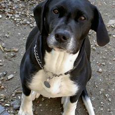 Blanding af racer R.I.P. Molly R.I.P.