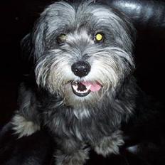 Tibetansk terrier Shanga