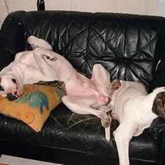 Blanding af racer Futte