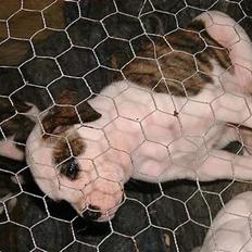 Blanding af racer Futte