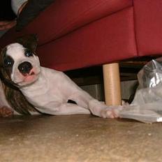 Blanding af racer Futte