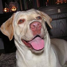 Labrador retriever Fie