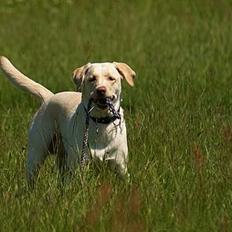 Labrador retriever Fie