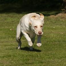 Labrador retriever Fie