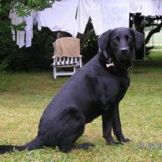 Labrador retriever Viggo R.I.P 6-1-2010
