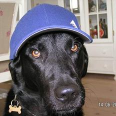 Labrador retriever Viggo R.I.P 6-1-2010