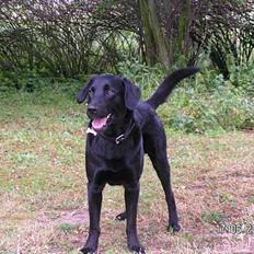 Labrador retriever Viggo R.I.P 6-1-2010