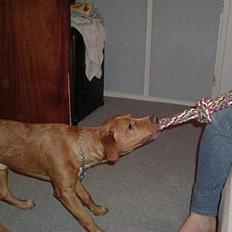 Blanding af racer buller