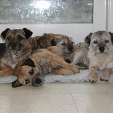 Border terrier Lutra´s Ursus