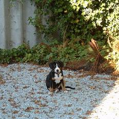Entlebucher sennenhund Hemi