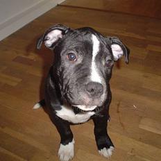 Staffordshire bull terrier Oskar