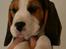Beagle Taz