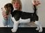Beagle Taz