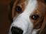 Beagle Taz