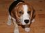 Beagle Taz