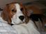 Beagle Taz