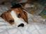Beagle Taz