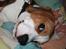 Beagle Taz