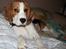 Beagle Taz