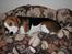 Beagle Taz