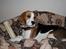 Beagle Taz