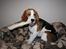 Beagle Taz