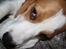 Beagle Taz