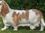 Basset hound Walter  R.I.P