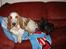 Basset hound Walter  R.I.P - napper lige en lur på sofaen i mors dyne.. tror ikke hun ser det....