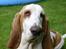 Basset hound Walter  R.I.P