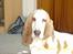 Basset hound Walter  R.I.P