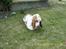 Basset hound Walter  R.I.P - hmmmm nårh det er sådan en myre ser ud......