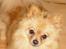Pomeranian Amos - Hejsa