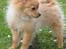 Pomeranian Amos - billeder fra da vi fik Amos