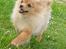 Pomeranian Amos - billeder fra da vi fik Amos