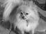 Pomeranian Amos - sommeren 2005