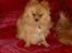 Pomeranian Amos - Læg mærke til hvordan han sidderdirekte på numsen og hvordan hans bagben titter frem, sådan sidderAmos altid