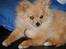 Pomeranian Amos - Dagen efter vi hentede ham..