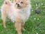 Pomeranian Amos - Billeder fra da vi fik Amos