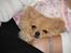 Pomeranian Amos - Når man er lille og træterdet godt at ligge ved mor..