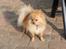 Pomeranian Amos