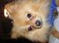 Pomeranian Amos - nu gider jeg altså ikke have taget billede