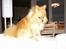 Pomeranian Amos - ryglændet igen...