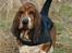 Basset hound Snubbi, født Albert