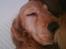 Cocker spaniel *William* Er aflivet !:( - Den lille trold sover=)