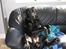 Labrador retriever Nemo