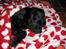 Labrador retriever Nemo