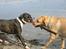 Amerikansk bulldog VBA's Kela R.I.P 2011 - Som venner vi dele..:-)